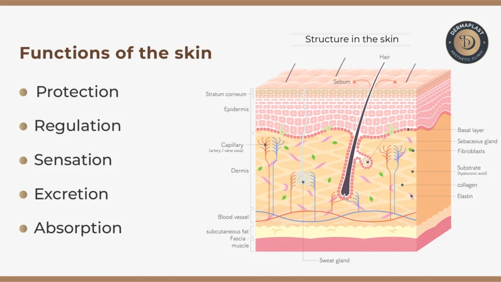 Functions of the skin