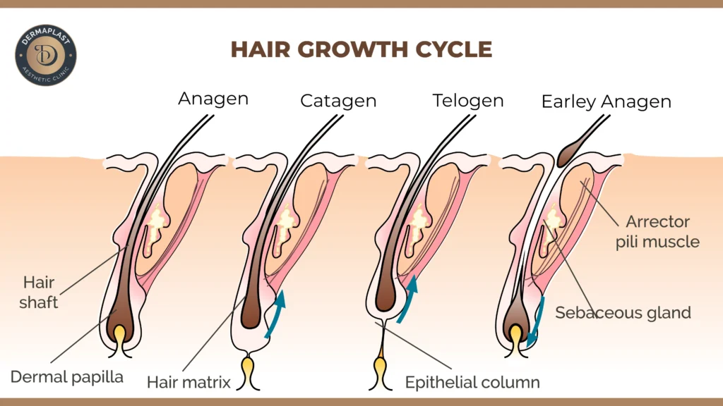 Normal Hair Loss in Shower, Hair growth Cycle